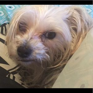 Meet your Posher, Shy